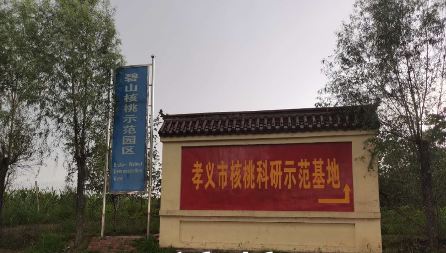 孝義農(nóng)產(chǎn)品大市場(chǎng)丨力爭(zhēng)讓孝義核桃插上翅膀，飛向全國(guó)！